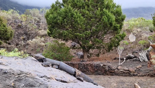 Centro de recuperación de El Lagarto Gigante de El Hierro