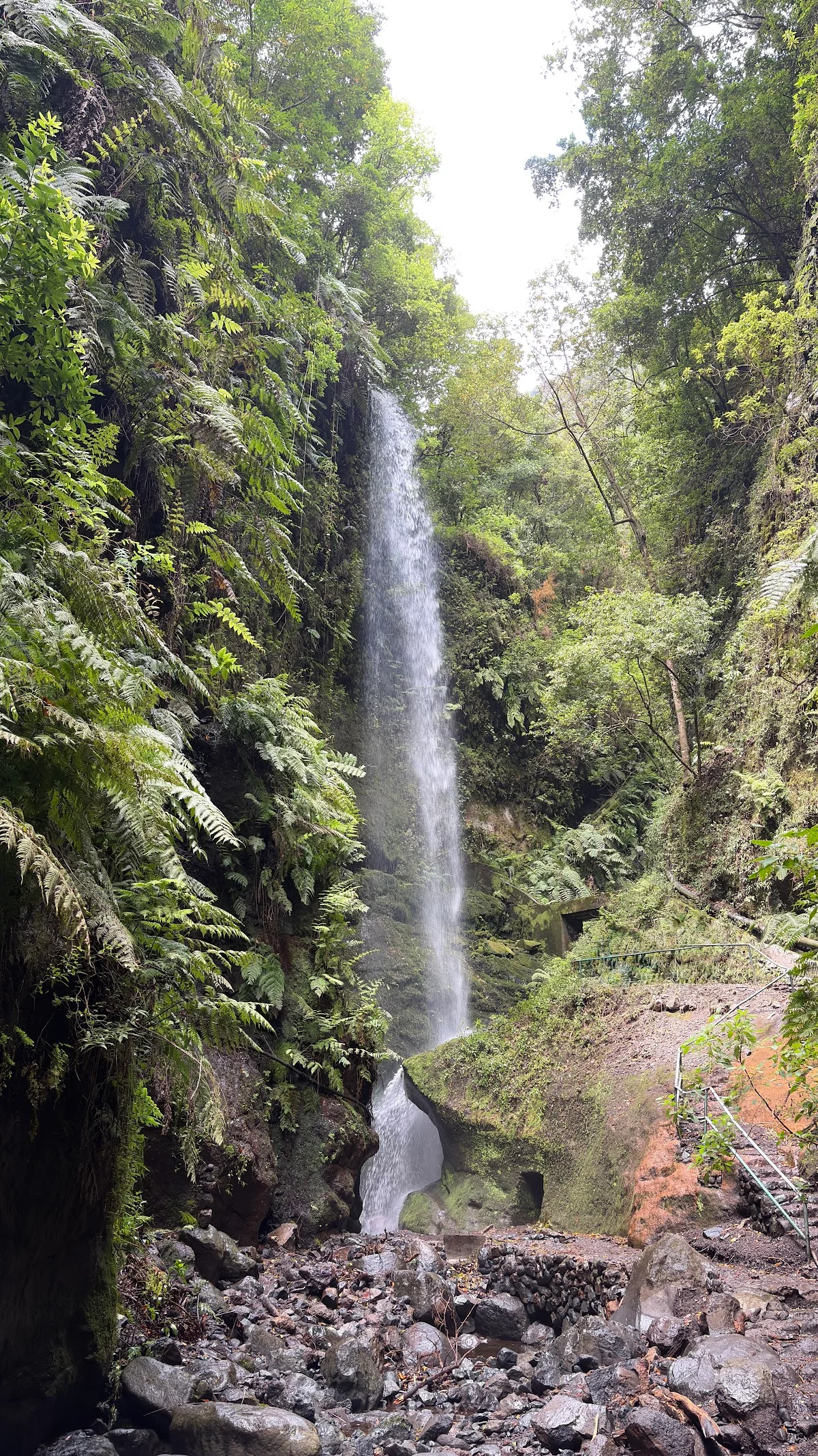 Los Tilos Forest