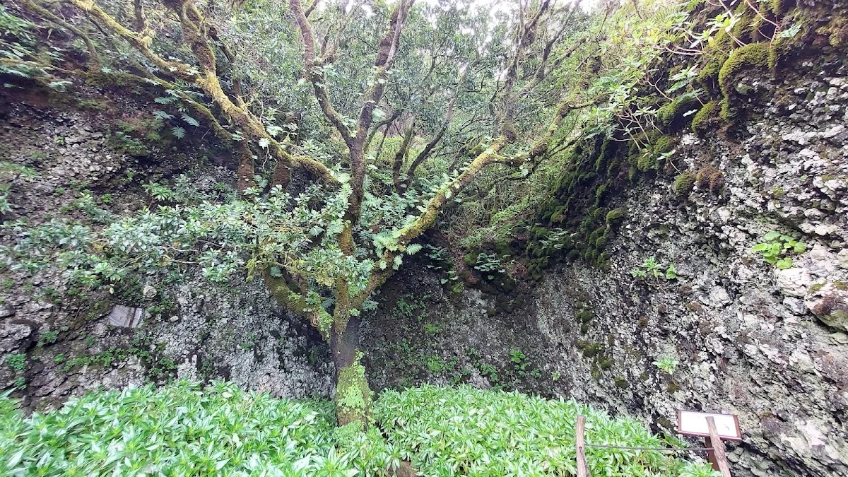 Garoé Tree