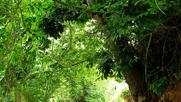 Área Recreativa Hoya del Abade 