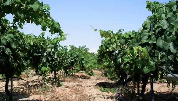 Bodega Reverón
