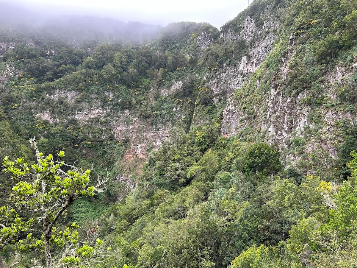 El Cedro Forest