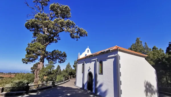 Pino de La Virgen de El Paso