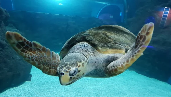 Aquarium Lanzarote
