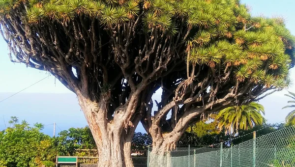 La Palma San isidro