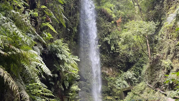 Bosque de Los Tilos