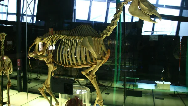 Museo Elder de la Ciencia y la Tecnología