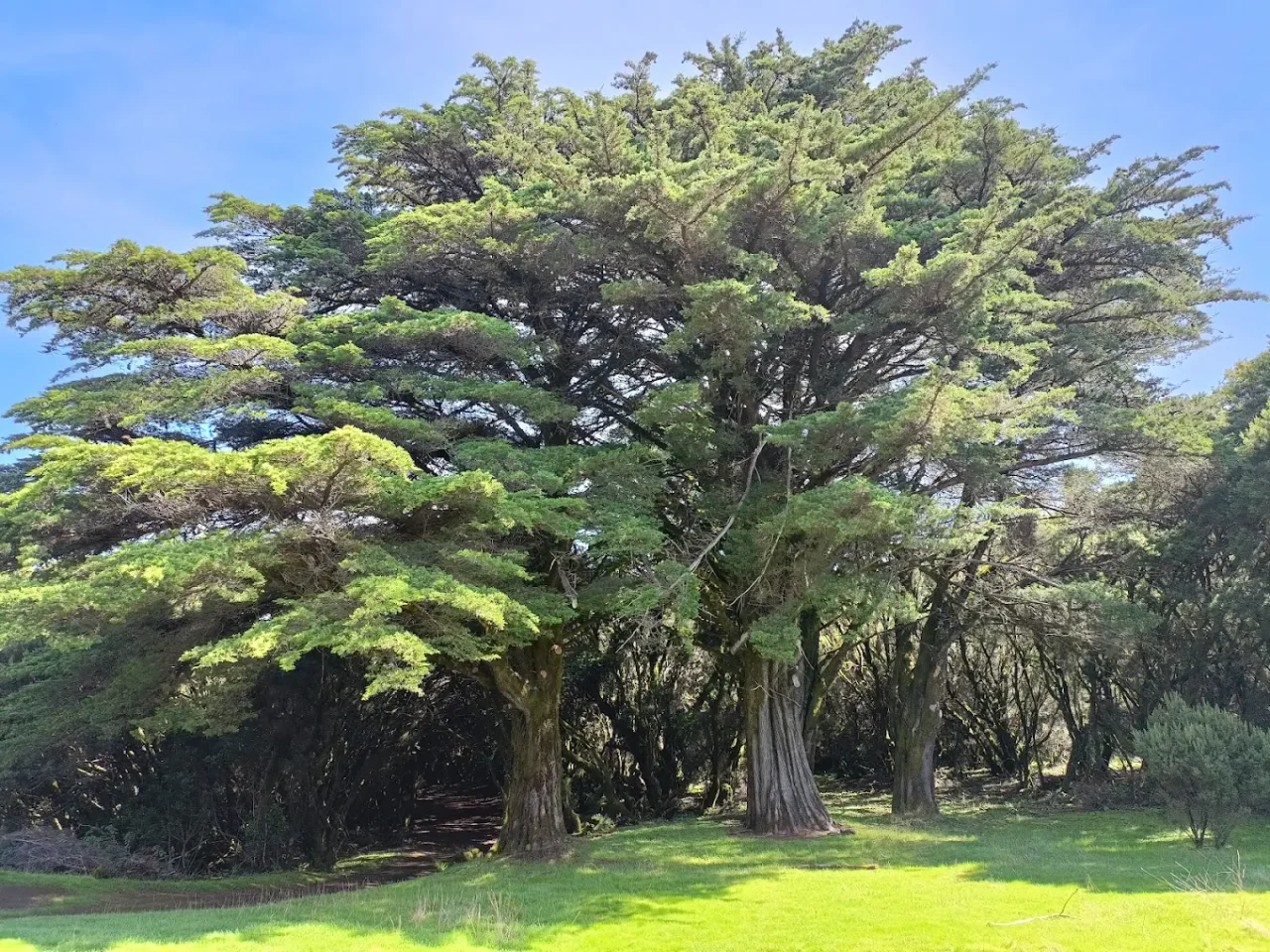La Llanía Forest