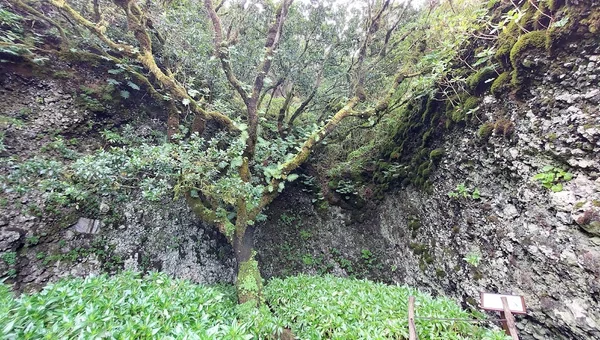 Centro de Interpretación del Árbol Garoé
