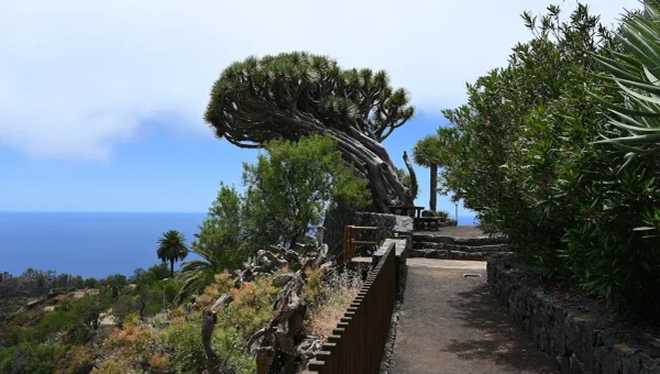 Mirador de Los Dragos